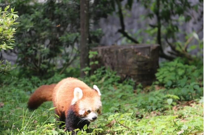 Red Panda - Darjeeling Zoo