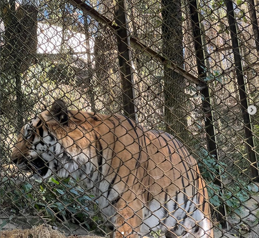 Darjeeling Zoo Tiger