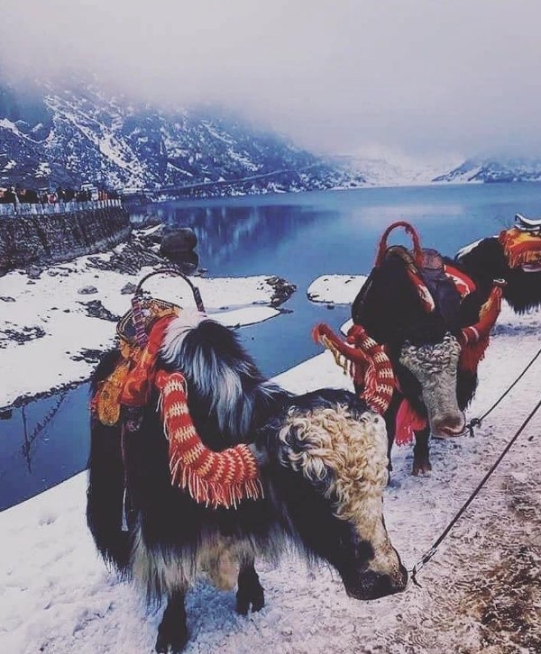 Colorful Yak at Tsongmo lake