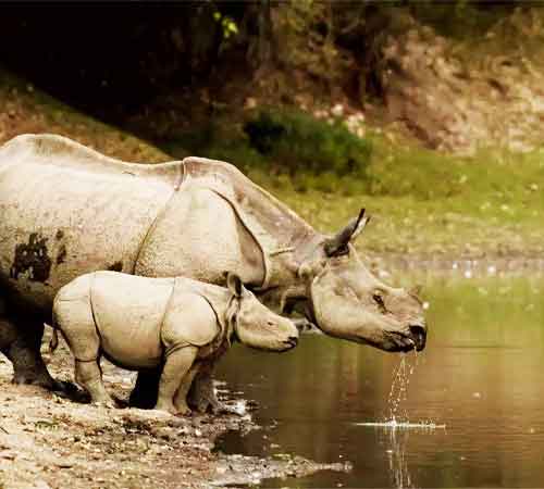 Wildlife Retreat at Kaziranga: A Nature Lover's Paradise