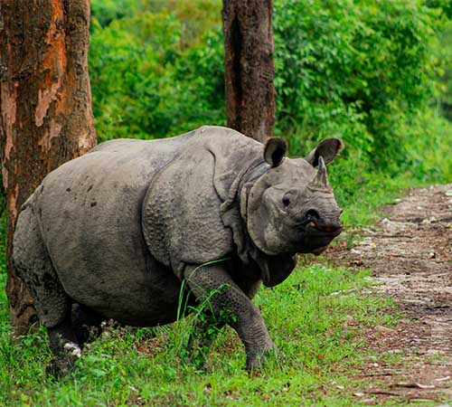 The Himalayan Week: Explore the Majestic Beauty of the Himalayas