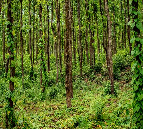 Dooars Package Tour 2 night 3 Days