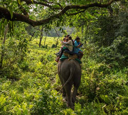 5N 6D Adorable Dooars Tour Package