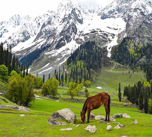 Misty Srinagar With Free Photoshoot