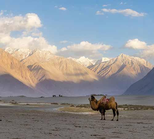 Romantic Leh-Ladakh Honeymoon Tour Package